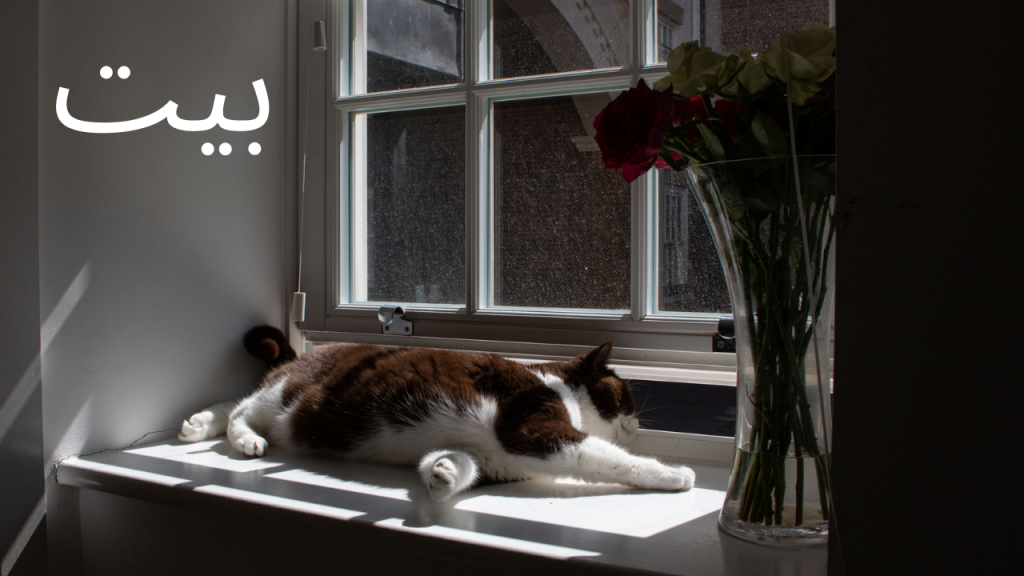 A still from Parveen Ali‘s “A Home” — a cat sleeping on a windowsill, with a word “home” written in Arabic in the left corner